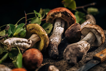 Mushrooms on a wooden stump