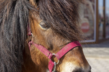 pony