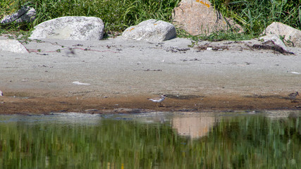 Piping plover at waters edge, bird, summer