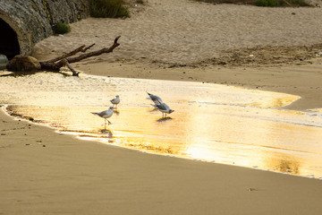 Seagulls on the Black Sea Coast in Bulgaria