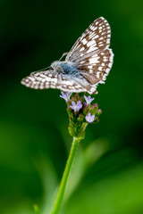 butterfly on flower
