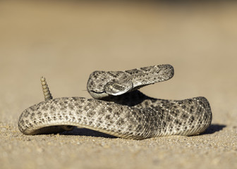 Western Diamondback Rattlesnake
