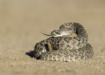 Western Diamondback Rattlesnake