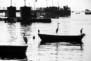 Heron on boat, in calm waters of the sea