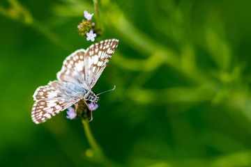 butterfly on a flower