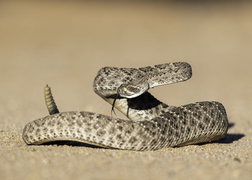 Western Diamondback Rattlesnake (crotalus atrox) - Powered by Adobe