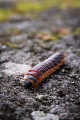 larva crawlin on rock