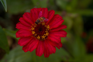RED FLOWER WITH BEE