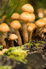 mushroom in the forest