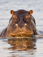 Angry hippo charges the boat at sunrise on the Chobe River, Botswana