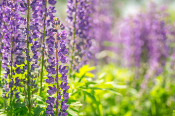 Blooming lupine flowers. A field of lupines. Sunlight shines on plants. Violet spring and summer flowers. Gentle warm soft colors, blurred background.