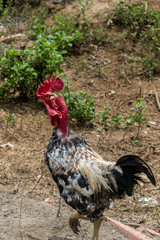 ROOSTER LYING ON THE SAND
