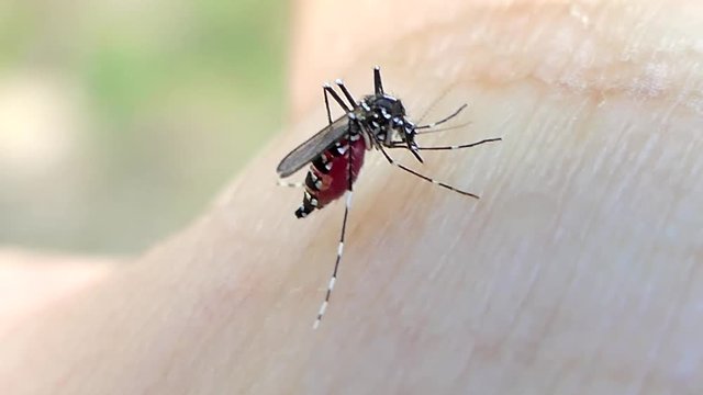 The Aedes mosquito on human skin. Mosquitoes are carriers of the virus Dengue Fever and Dangerous Zika is an danger illness for human.