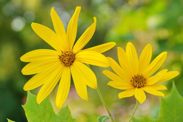 yellow Jerusalem artichoke two flowers on blurred background close-up
