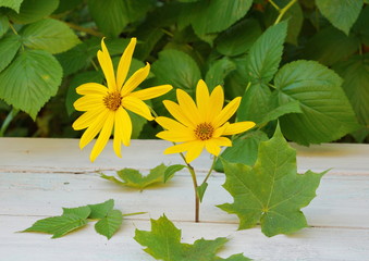 yellow Jerusalem artichoke two flowers on the table white maple leaves close-up.