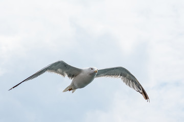 Obraz premium Seagull in flight