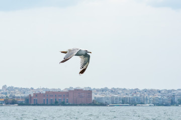 Naklejka premium Seagull in flight