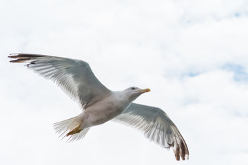 Seagull in flight