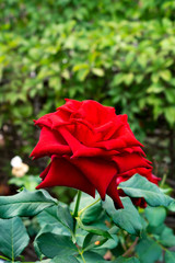 Red rose in the period of active flowering, on a background of green leaves.