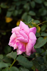 Rose flower with petals of light purple color on the background of green leaves in the garden, vertical frame.