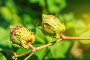 Close up of green color Cotton Boll on Cotton plant.