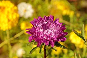 purple Aster in the garden close-up on a blurred background