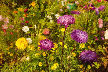 aster, close, beautiful, color, blossom, green, nature, pattern, summer, meadow, background, colorful, day, design, garden, gardening, backgrounds, leaf, light, art, abstract, beauty, plant, bokeh, as