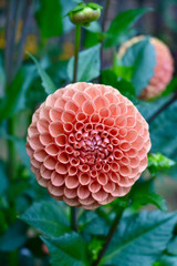 Dahlia - Cornel Bronze