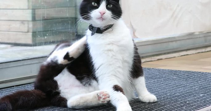 Black And White Domestic Cat Scratching Itself, Close Up View - DCi 4K Resolution