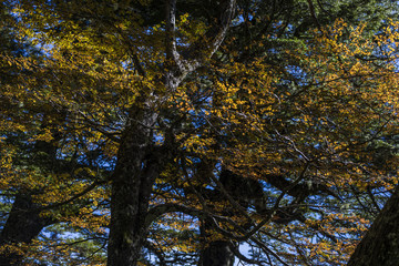 Conguillio National Park inside forest during Autumn season, a colorful landscape with fallen leafs, yellow colors, valleys full of color with the trees changing from season to season, Chile