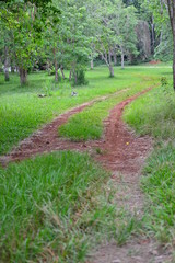 Obraz premium path in park