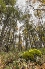 An upward view to the trees of Conguillo National Park during autumn season, fallen leaves, branches and an amazing colorful palette 