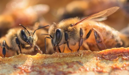 Honey Bee's Close Up