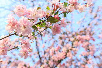 Chinese flowering crab-apple blooming in spring