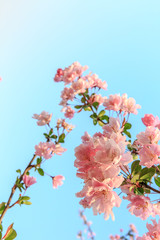 Chinese flowering crab-apple blooming in spring