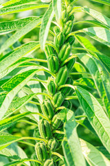 Sesame crops growing in green farmland