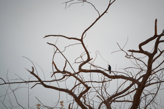 bird on the tree on a cloudy morning
