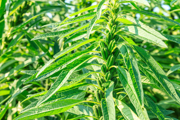 Sesame crops growing in green farmland