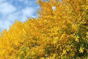 Fototapeta premium Autumn trees