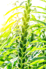 Sesame crops growing in green farmland