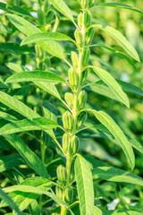 Sesame crops growing in green farmland