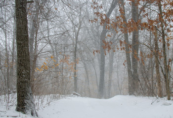 Woodsy trail in snow storm
