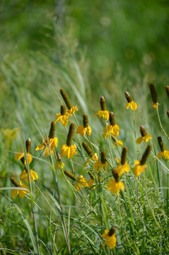 Ratibida columnifera Yellow: Yellow Prairie Coneflower