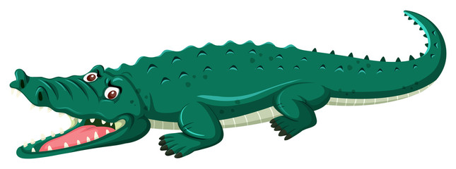 A crocodile on white background