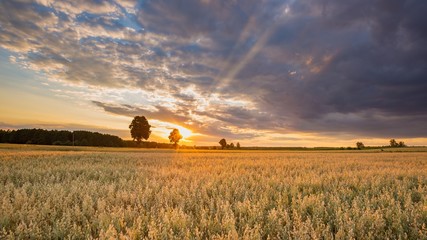 Beautiful summer sunset landscape with oat field - 221370278