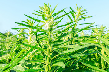 Sesame crops growing in green farmland