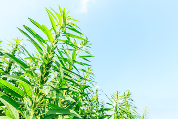 Sesame crops growing in green farmland