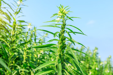 Sesame crops growing in green farmland