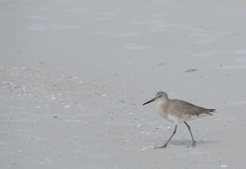 The willet sand piper on a florida beach. 