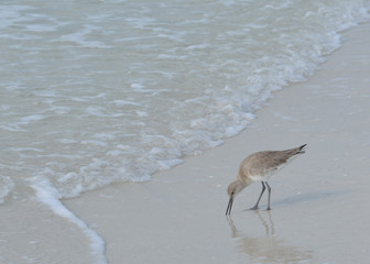 The willet sand piper on a florida beach. 